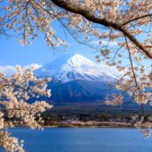 Lịch dự báo hoa anh đào nở năm 2021 tại Nhật Bản